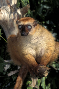狐猴科 成人 马达加斯加 野生动物 动物 灵长类动物 狐猴