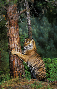 食肉动物 猫科动物 亚洲 轮廓 野生动物 动物 哺乳动物