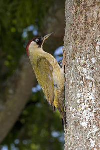野生动物 法国 啄木鸟 轮廓 照片 动物 成人 欧洲