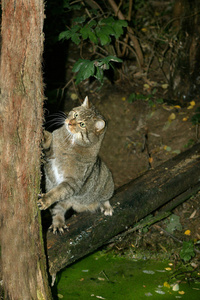 野猫 欧洲 哺乳动物 法国 食肉动物 动物 猫科动物 野生动物