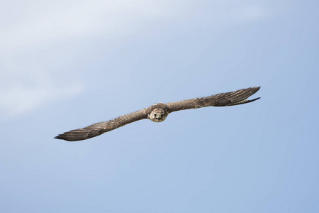野生动物 飞行 猎鹰 亚洲 隼科 运动 成人 动物 猛禽