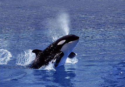 轮廓 海洋 野生动物 美国 动物 哺乳动物 鲸目动物 运动