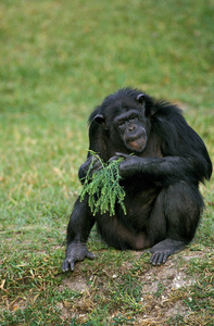 野生动物 动物 人科 照片 猴子 黑猩猩 哺乳动物 幽默