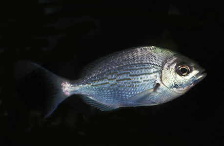 动物 欧洲 轮廓 成人 野生动物 鲷科 水族馆