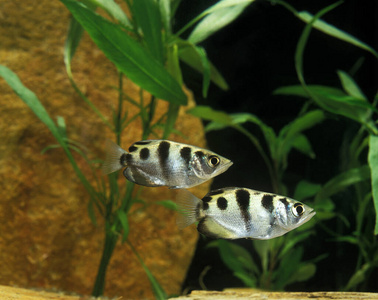 亚洲 成人 箭鱼 动物 轮廓 水族馆 野生动物 照片