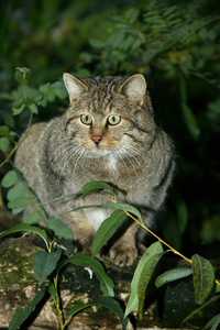 哺乳动物 法国 野猫 成人 动物 欧洲 野生动物 猫科动物