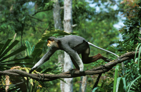哺乳动物 猴子 成人 轮廓 野生动物 越南 亚洲 照片 动物