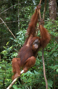 猴子 人科 野生动物 亚洲 婆罗洲 哺乳动物 成人 印度尼西亚