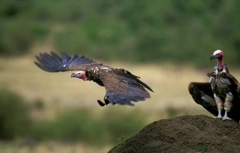 野生动物 羽毛 运动 肯尼亚 动物 秃鹫 飞行 食腐动物