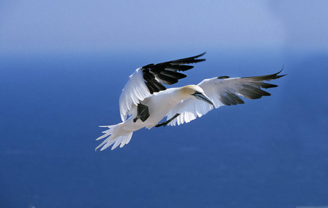 羽毛 加拿大 野生动物 水鸟 飞行 轮廓 运动 成人 美国