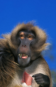 肖像 非洲 猴子 哺乳动物 野生动物 格拉达 灵长类动物