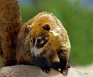 科蒂 美国 动物 哺乳动物 浣熊科 食肉动物 野生动物 成人