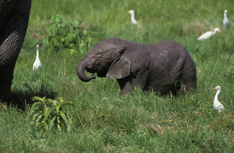 肯尼亚 大象 非洲 哺乳动物 野生动物 轮廓 鹭科 动物