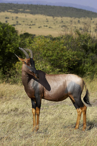 成人 哺乳动物 动物 照片 肯尼亚 羚羊 食草动物 牛科
