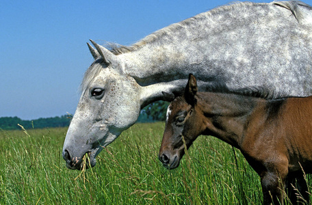 草地 马科 马驹 食草动物 成人 法国 动物 欧洲 母马