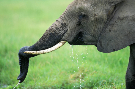 肯尼亚 树干 轮廓 象牙 大象 饮酒 动物 食草动物 非洲