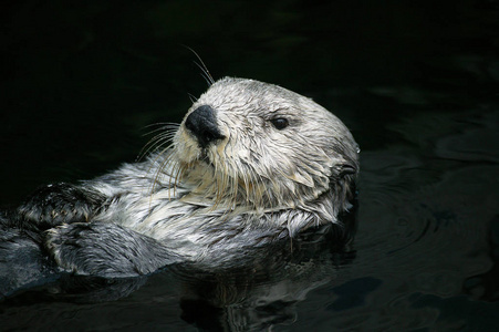 动物 食肉动物 美国 成人 水獭 哺乳动物 野生动物 加利福尼亚
