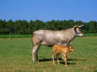 农场 轮廓 成人 动物 奶牛 农业 小牛 牛科 农事 草地