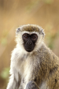 肯尼亚 哺乳动物 成人 非洲 猴子 灵长类动物 野生动物