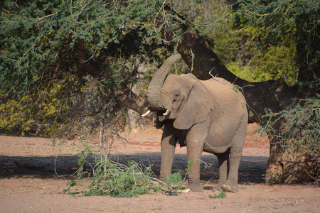 旅行 家庭 非洲 环境 动物 哺乳动物 自然 宝贝 步行