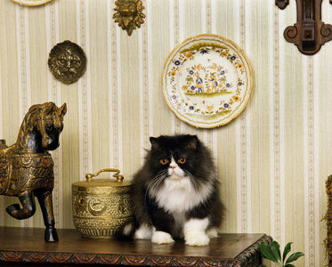 在室内 动物 宠物 照片 成人 猫科动物