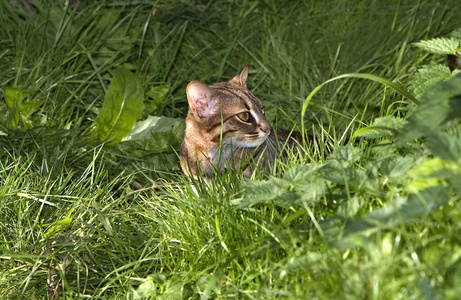 野生动物 猫科动物 动物 亚洲 轮廓 哺乳动物 照片 成人