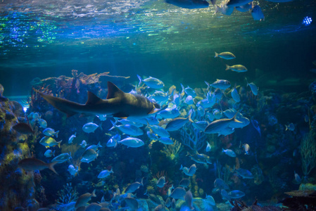 风景 暗礁 场景 夏天 海底 水下 鱼类 坦克 深的 水族馆