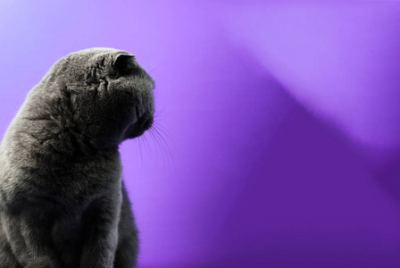 苏格兰褶皱猫，侧面呈紫色背景