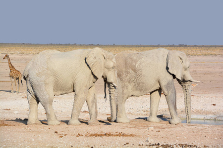 游猎 非洲 口渴 纳米比亚 家庭 南方 旅游业 自然 哺乳动物