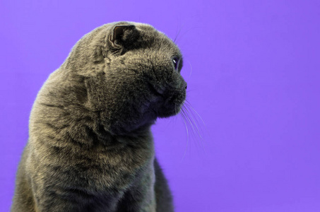 苏格兰折叠猫在一个孤立的紫色背景的侧面，复制空间