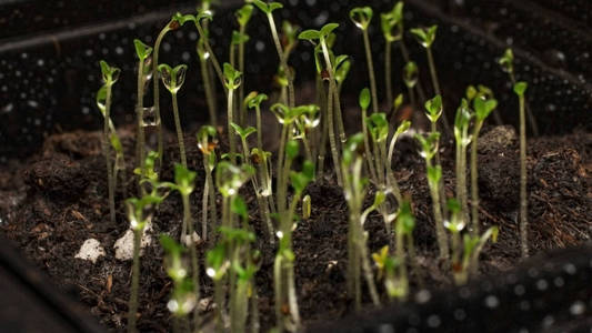 自然 生长 植物 农业 特写镜头 春天 花园 植物区系 季节