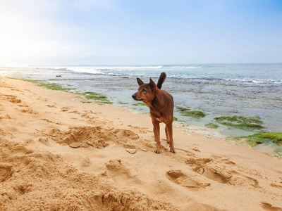 孤独的野狗站在海边潮湿的沙滩上