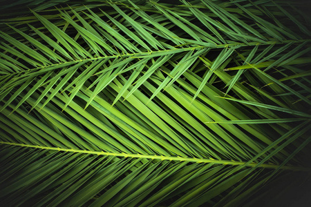 纹理 花的 夏天 植物区系 墙纸 植物 植物学 自然 天堂