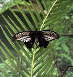 植物 动物 缺陷 美丽的 颜色 蝴蝶 春天 特写镜头 君主