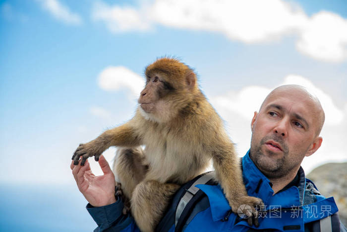 直布罗陀野生动物保护区,一个肩上扛着一只猴子猕猴的人照片-正版商用