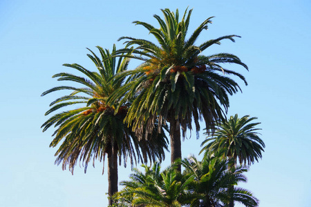 加利福尼亚 风景 天空 棕榈