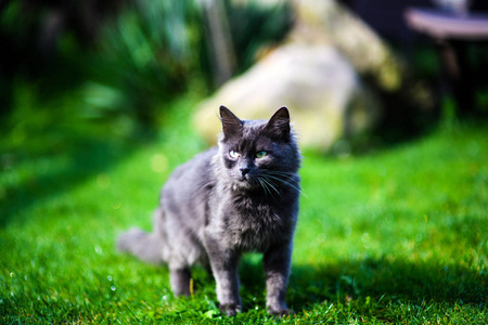 漂亮的 哺乳动物 繁殖 美丽的 小猫 可爱极了 毛茸茸的