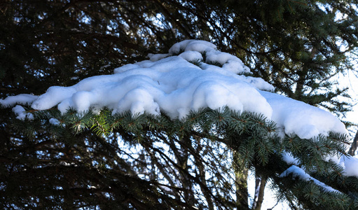 气候 分支 季节 二月 美丽的 雪花 特写镜头 天气 降雪