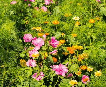 花园 公园 花瓣 颜色 瑞典 季节 植物区系 粉红色 夏天