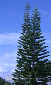 夏天 木材 树皮 植物 公园 美丽的 植物区系 森林 自然