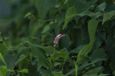 春天 季节 美女 夏天 颜色 开花 花瓣 纹理 自然 花园