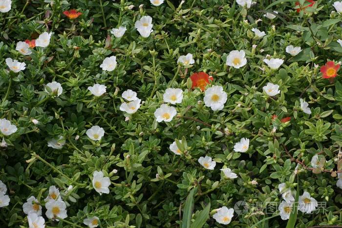 福禄考 植物 植物区系 花的 春天 自然 开花 纹理 花瓣