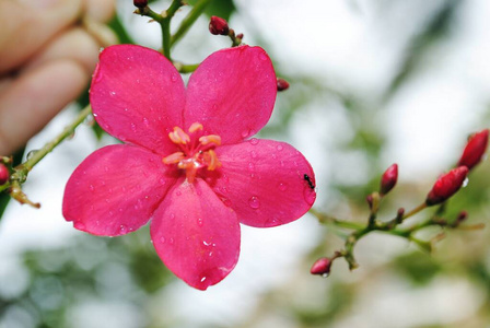 季节 雨滴 自然 花园 植物 开花 春天 特写镜头 液滴