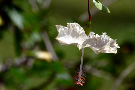 特写镜头 植物 开花 木槿 春天 夏天 颜色 自然 花园