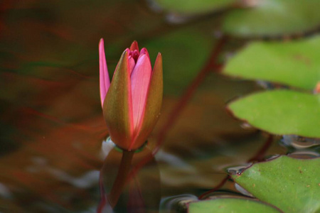 植物区系 颜色 花瓣 莲花 特写镜头 花的 花园 春天 睡莲