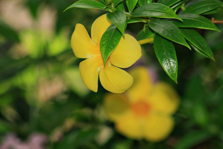 植物区系 花园 自然 特写镜头 花的 盛开 季节 纹理 花束