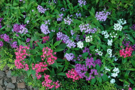 开花 美女 夏天 植物区系 花的 盛开 自然 纹理 春天