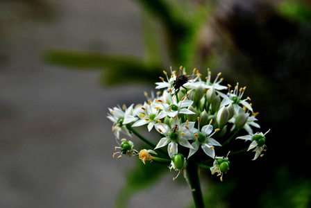 纹理 开花 季节 花束 夏天 植物区系 颜色 植物 春天