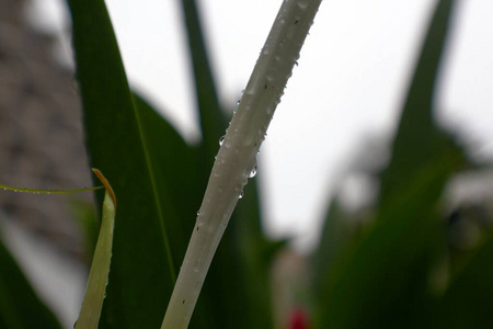早晨 生长 季节 春天 花园 植物区系 液滴 树叶 特写镜头