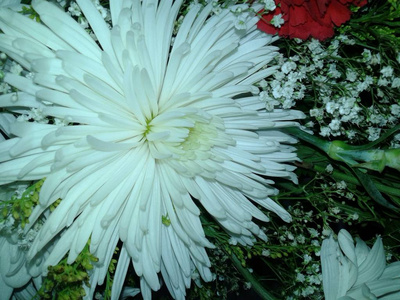 春天 美女 植物 夏天 特写镜头 盛开 颜色 季节 花园